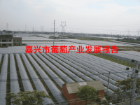 2012年嘉兴市葡萄产业发展报告