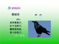 19《乌鸦喝水》课件PPT