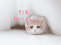 大学英语演讲PPT_body_language