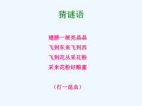 三年级上蜜蜂课件PPT.ppt