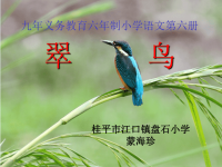 人教版三年级语文下册《翠鸟》课件PPT.ppt