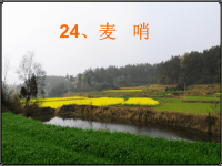 语文人教版四年级下册《麦哨》课件PPT.ppt