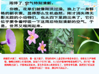 语文北师大二年级下册《雨后》教学课件PPT.ppt