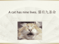 关于猫的英文谚语.ppt