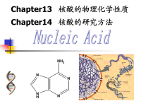 王镜岩生物化学课件PPT-第14、15章 核酸的物理化学性质.ppt