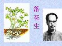 落花生教学课件PPT .ppt