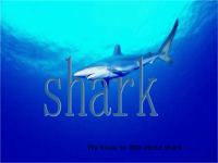 Protect sharks (保护鲨鱼)英语课堂演讲PPT.ppt