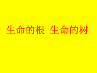 剪纸生命花树.ppt