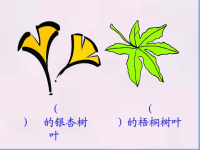 19《蓝色的树叶》课件PPT (2)