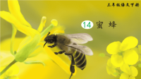 部编版三年级语文下册第14课《蜜蜂》精品课件