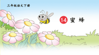 部编版三年级语文下册第14课《蜜蜂》优秀课件【最新】