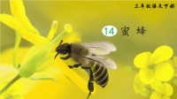 部编版三年级语文下册第14课《蜜蜂》精美课件【最新】